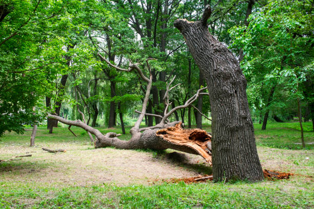 Best Tree Removal  in Nd Point, WI