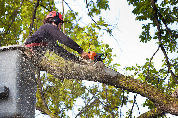 Best Lawn Irrigation Installation and Maintenance  in Nd Point, WI